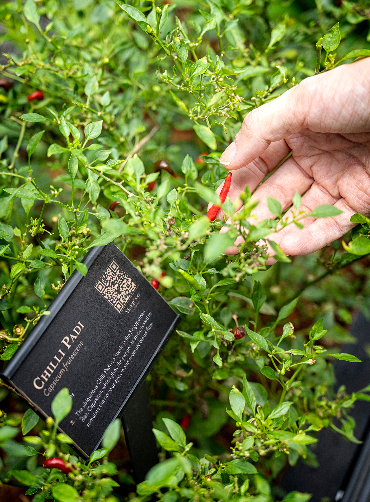 chili-padi chili-padi