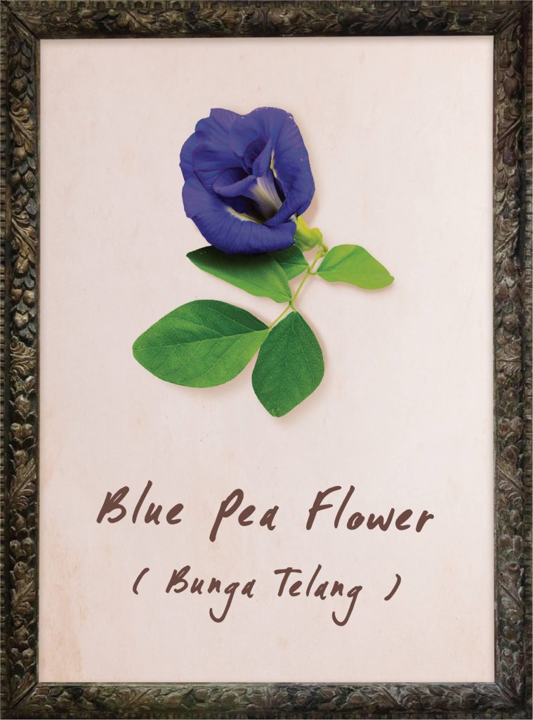 Blue Pea Flower