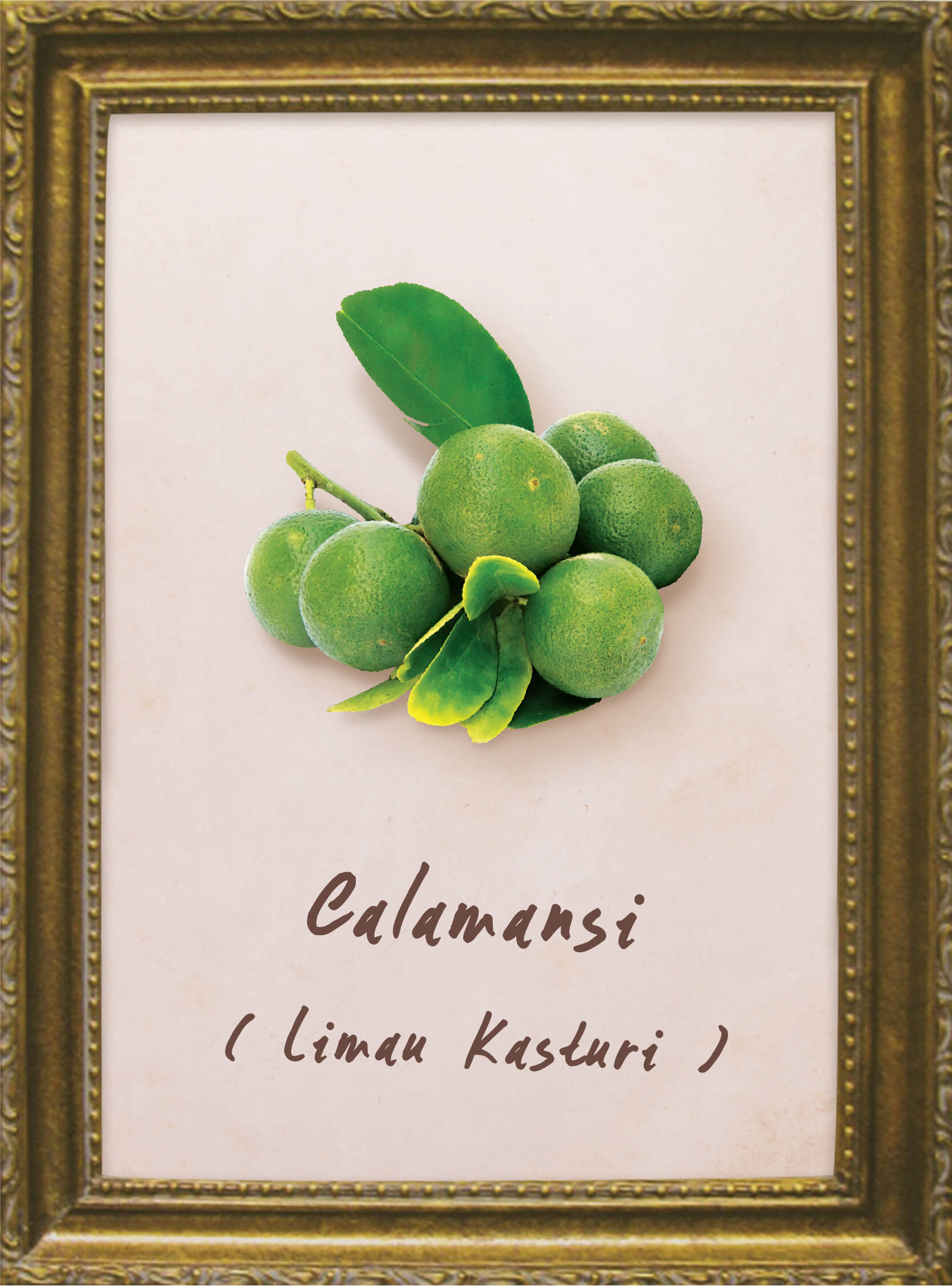 plants-calamansi-lime