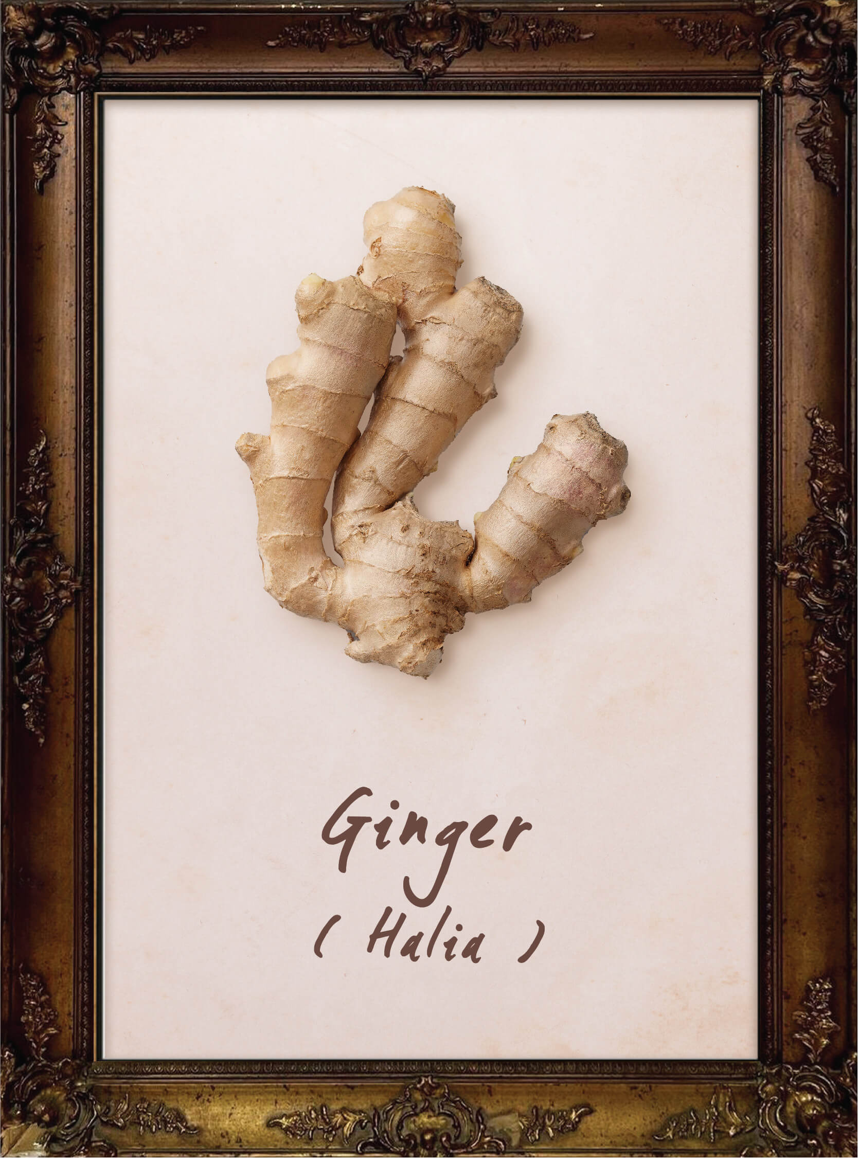 plants-common-ginger