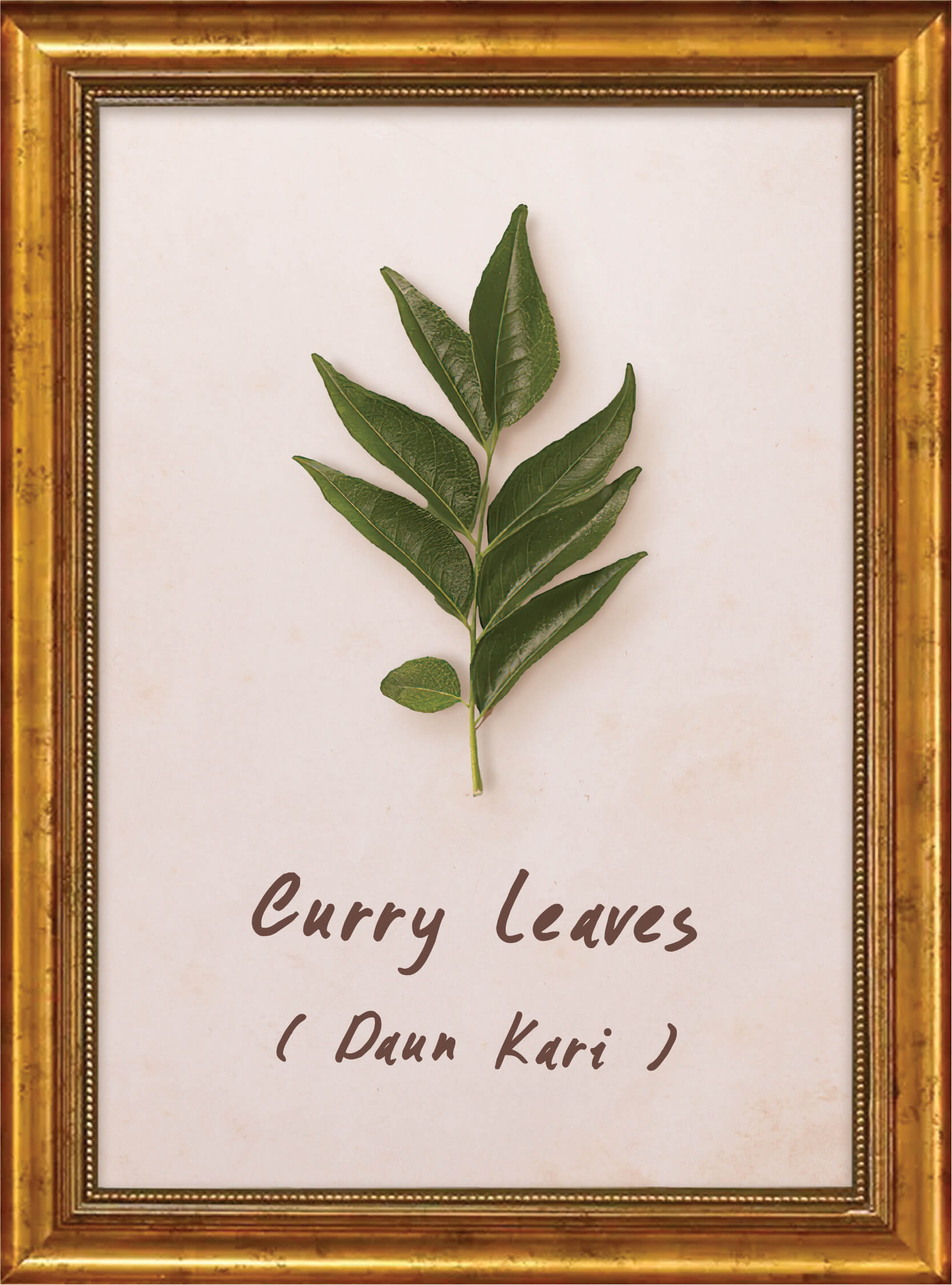 plants-curry-leaf