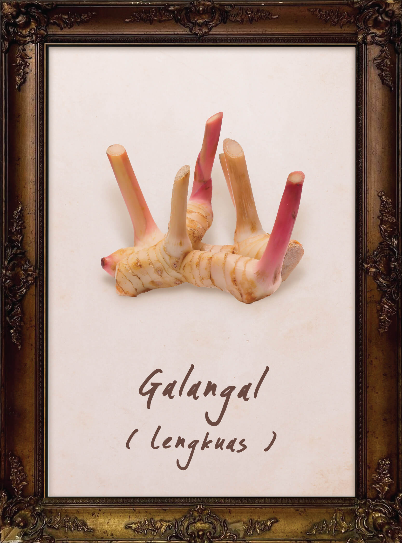 plants-galangal