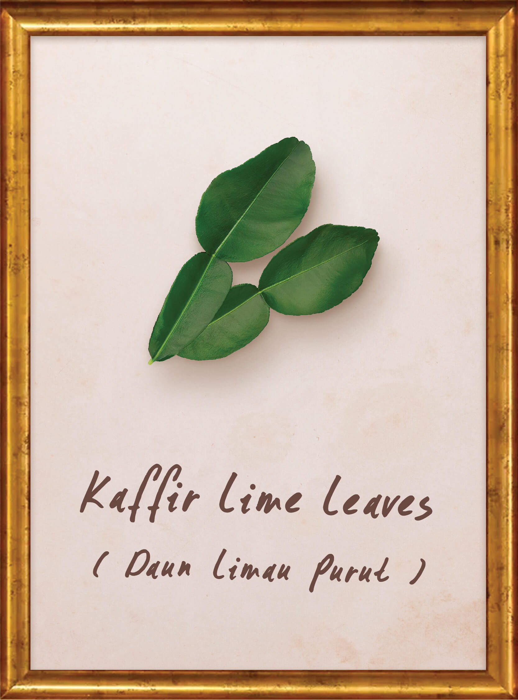 plants-kaffir-lime