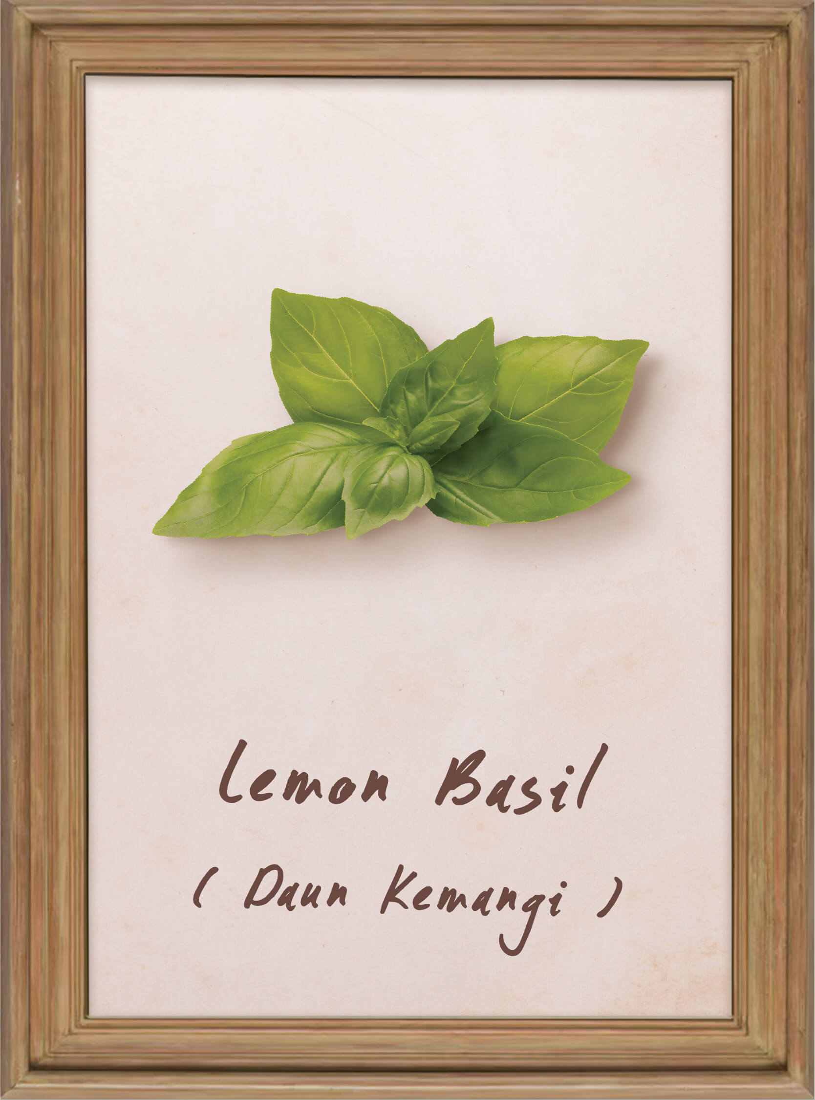 plants-lemon-basil