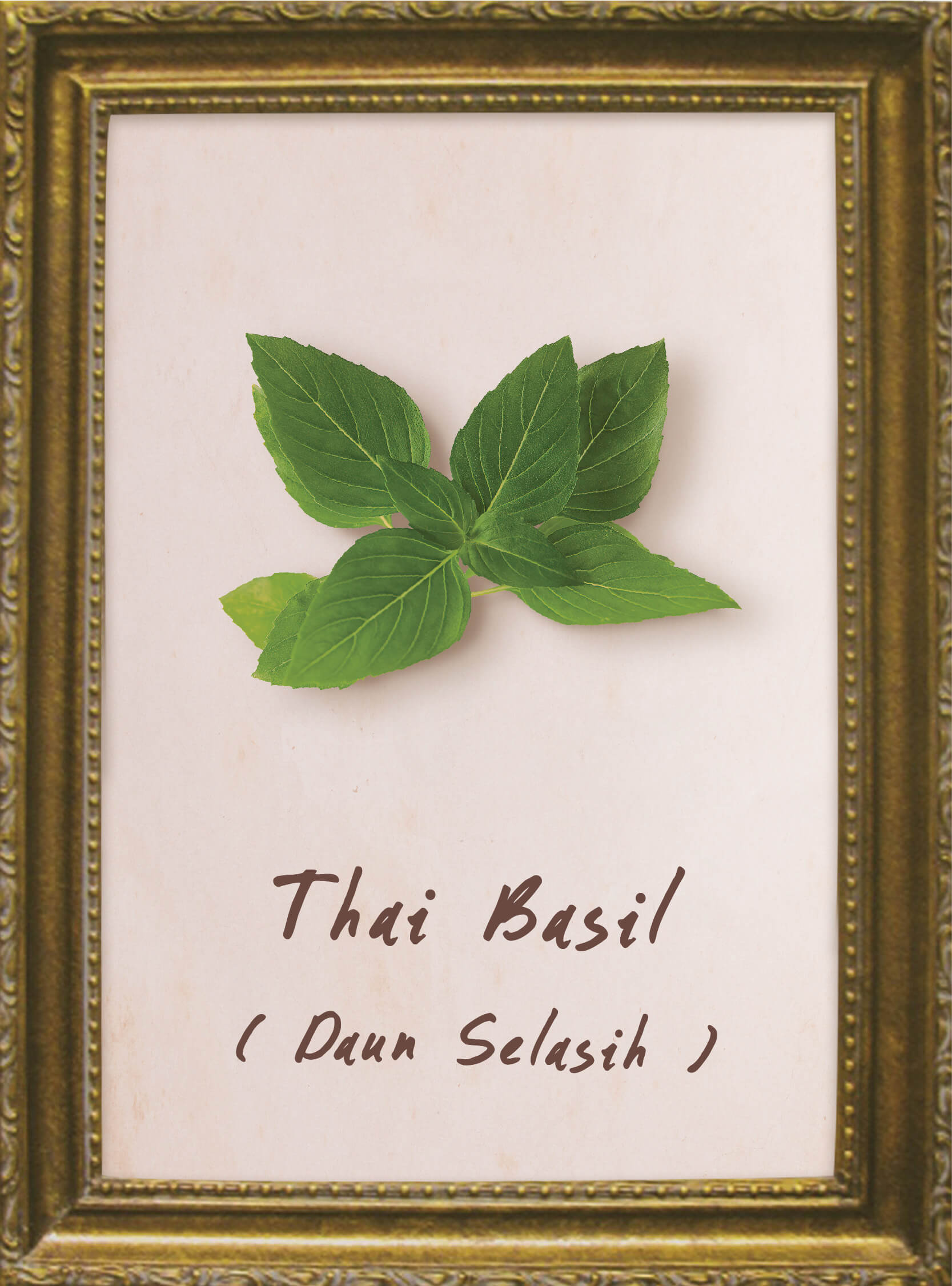 plants-thai-basil