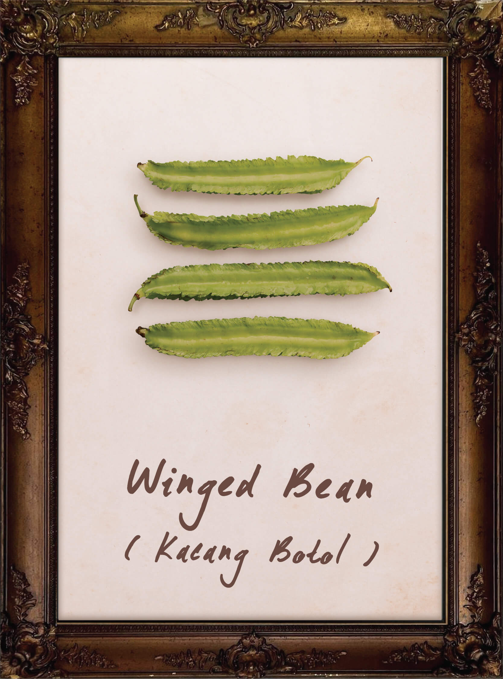 plants-winged-bean